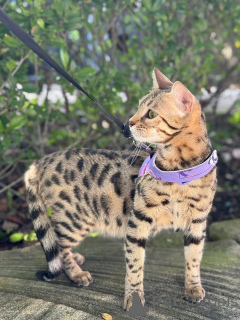 Фото №1. бенгальская - купить в Толстый за 69575₽. Объявление №152944