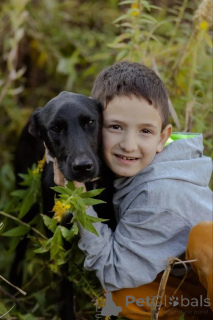 Фото №4. Продажа беспородную в Москва  - цена Бесплатно