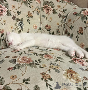 Фото №4. Продам  в Маленький  - цена договорная