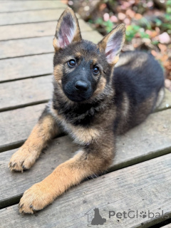 Фото №2 к объявлению №163586 о продаже немецкую овчарку - купить в Германии заводчик