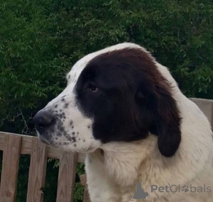 Фото №2 к объявлению №142286 о продаже среднеазиатскую овчарку - купить в Сербии 