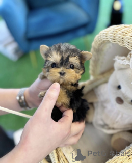 Фото №1. йоркширский терьер - купить в Братислава за договорная. Объявление №161812