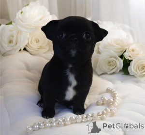 Фото №3. Чёрная VIP жемчужинка!.  Украина