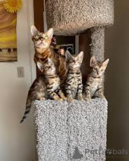 Фото №1. бенгальская - купить в Брюсселе за 46384₽. Объявление №166606