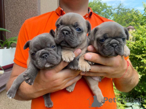 Фото №1. французский бульдог - купить в Берлине за договорная. Объявление №166204