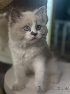 Фото №3. Мечтательные глаза, нежное сердце Луна лунный свет в образе котенка.. Финляндия