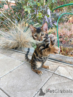 Фото №2 к объявлению №153415 о продаже бенгальская - купить в Австрии частное объявление