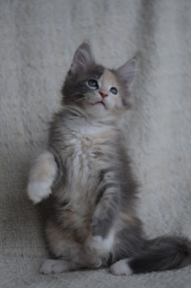 Фото №3. Мейн-кун, кошка. Россия