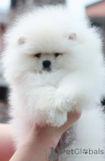 Дополнительные фото: Pomeranski Mini Shpic Pomeranian Spitz Померанские Мини шпицы