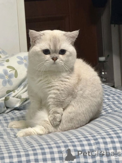 Фото №1. шотландская вислоухая (скоттиш фолд) - купить в Айзлинген за 37107₽. Объявление №157399