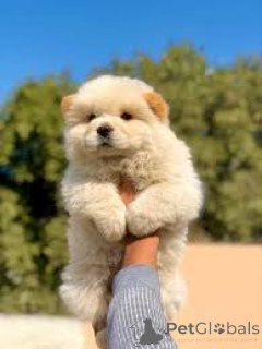 Фото №2 к объявлению №160891 о продаже чау-чау - купить в Бельгии частное объявление, заводчик