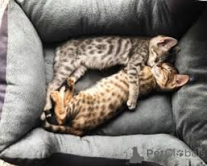 Фото №3. Каунита саваннинпентуя мютявана. Финляндия