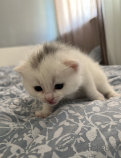 Фото №3. British cat. Ирландия