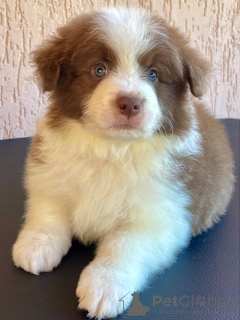 Фото №1. бордер-колли - купить в Бремен за договорная. Объявление №166822