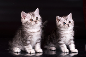 Дополнительные фото: Плюшевые мраморные британские котята