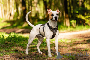 Фото №3. Красивый пёс Дарий в добрые руки..  Россия