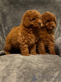 Фото №3. Absolutely Adorable Red Toy Poodles.  Словения