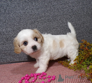 Фото №1.  - купить в Подолсин новый за договорная. Объявление №163193