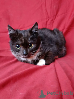 Фото №4. Продам  в Санкт-Петербурге частное объявление - цена Бесплатно