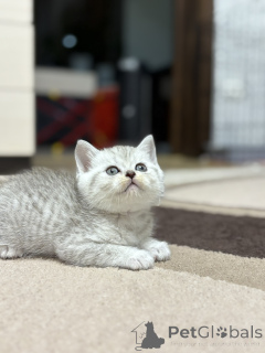 Фото №4. Продам шотландскую (скоттиш страйт) в Минске заводчик - цена 14495₽