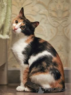 Фото №2 к объявлению №159020 о продаже  - купить в России частное объявление