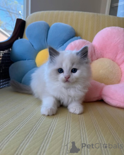 Фото №1. рэгдолл - купить в Балта за 27830₽. Объявление №165874