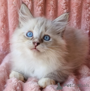 Фото №1. невская маскарадная - купить в Kyivets ' за 62908₽. Объявление №154385