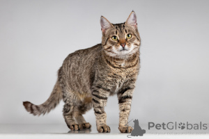 Фото №3. Красавица Карамель ищет дом.. Россия