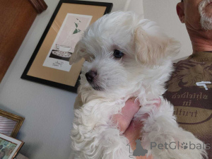 Фото №1. мальтипу - купить в Берлине за 83490₽. Объявление №149841