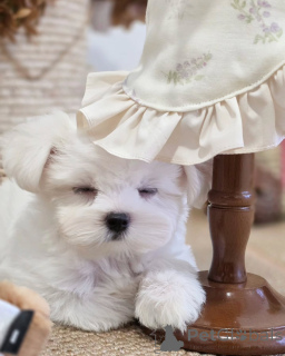 Фото №3. D'adorables chiots Bichons Maltais cherchent un Foyer Aimant!.  Франция