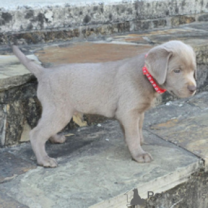 Фото №3. Лабрадор-ретривер Кобель, возраст 7 недель. Готово к 30 марта..  Германия