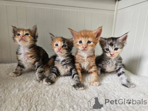 Фото №1. мейн-кун - купить в Грань за договорная. Объявление №161160