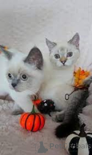 Фото №1. шотландская (скоттиш страйт) - купить в Вена за 53805₽. Объявление №163818