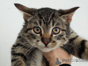 Фото №2 к объявлению №159964 о продаже  - купить в России частное объявление