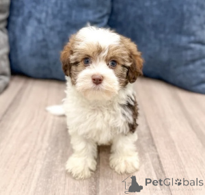 Фото №1. гаванский бишон - купить в Ниже за 51022₽. Объявление №166140