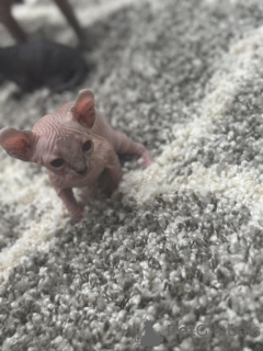 Фото №1. турецкая ангора - купить в Котбус за 32468₽. Объявление №150511