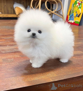 Фото №3. Süße, gesunde weiße Поморско-Вельпенский шпиц.  Германия