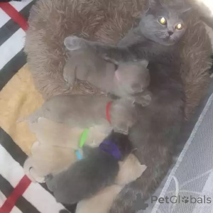 Фото №2 к объявлению №167257 о продаже британская короткошёрстная - купить в Германии частное объявление