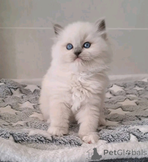 Фото №3. Предлагается к продаже красивый котенок рэгдолл.. Финляндия