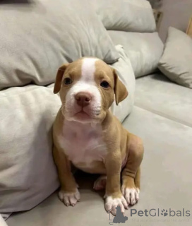 Фото №1. американский питбультерьер - купить в Бохум за договорная. Объявление №165783