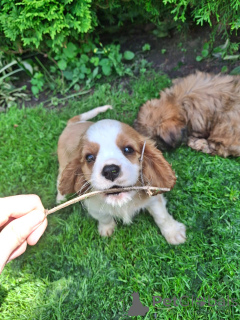 Фото №2 к объявлению №148743 о продаже кавалер-кинг-чарльз-спаниеля - купить в Латвии частное объявление, из питомника, заводчик