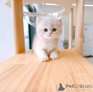 Фото №3. Манчкин-Kätzchen zu verkaufen. Австрия