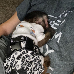 Фото №2 к объявлению №166195 о продаже  - купить в Испании заводчик