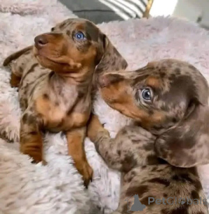 Фото №3. Щенки таксы Для усыновления Рядом со мной ПРИЗЗ ДОГОВОРНЫЙ Тип питомца.  Испания