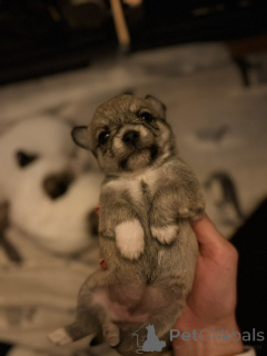 Фото №4. Продажа мальтипу в Аризона Сити частное объявление - цена 31454₽