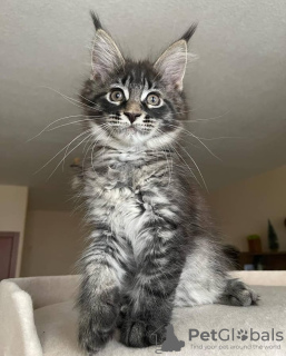 Дополнительные фото: mainecoon kittens for free adoption