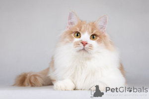 Фото №2 к объявлению №138653 о продаже  - купить в России частное объявление