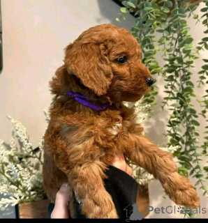 Фото №2 к объявлению №138632 о продаже гаванского бишона - купить в США заводчик