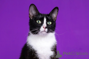 Фото №3. две красивые девчонки в поисках дома кошки в квадрате Кнопа и Триша. Россия