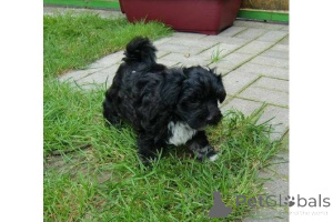 Фото №1. русская цветная болонка - купить в Людвигсбург за договорная. Объявление №167106